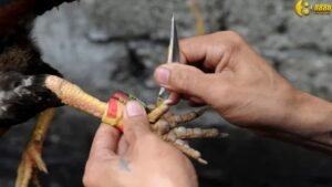 luat-da-ga-cua-dao